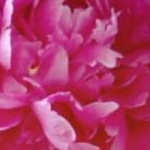 peony-moonさんのプロフィール画像