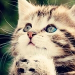 sikoさんのプロフィール画像