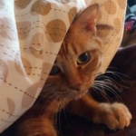 ａｔｔｏさんのプロフィール画像