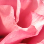 ruruさんのプロフィール画像