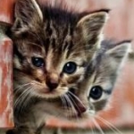 チョコラさんのプロフィール画像