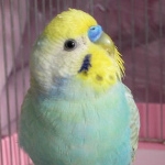 ハヌルン
