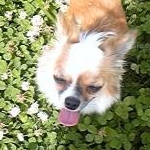 おひなさんのプロフィール画像