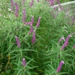 watakoさんのプロフィール画像