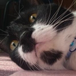 すあろさんのプロフィール画像