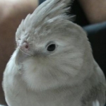 pipiさんのプロフィール画像