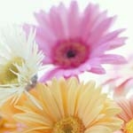 aippyさんのプロフィール画像