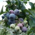 GKOさんのプロフィール画像