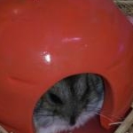 なぁちょきさんのプロフィール画像