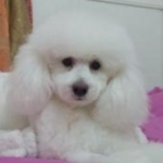 runimama☆さんのプロフィール画像