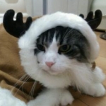 ルシアママさんのプロフィール画像