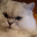 allyさんのプロフィール画像