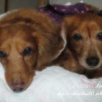 junkoさんのプロフィール画像