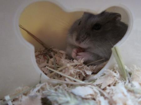 こぶたままさんのプロフィール画像