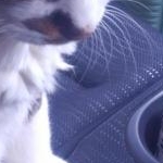 タンポポさんのプロフィール画像