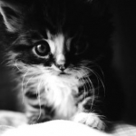 あれぐろさんのプロフィール画像