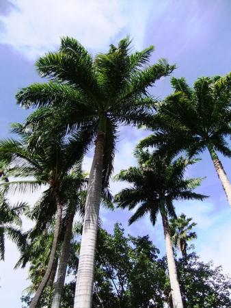 まひまひゆかりん