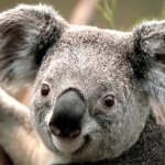 peko*さんのプロフィール画像