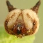 ちくわ大明神さんのプロフィール画像