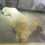 tomacocoさんのプロフィール画像