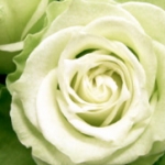 みらくるくるぱんだ