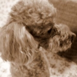 りおんさんのプロフィール画像