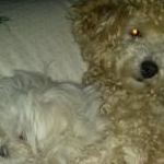 なるるさんのプロフィール画像