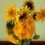 megさんのプロフィール画像