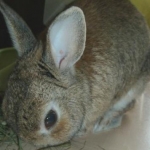 ごろぼさんのプロフィール画像