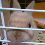 meriさんのプロフィール画像