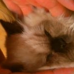 おもっちゃんさんのプロフィール画像