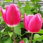 kuuchanさんのプロフィール画像