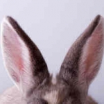 ラビさんのプロフィール画像