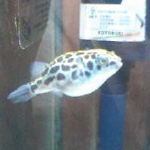 みどりふぐ子さんのプロフィール画像