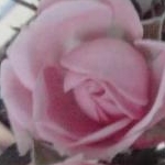 ゆみっぺさんのプロフィール画像