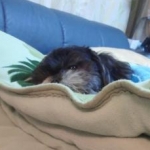 和泉広治さんのプロフィール画像