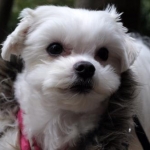 みゅうみゅうさんのプロフィール画像