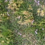 A-koさんのプロフィール画像