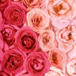 ゆかちぃ♡さんのプロフィール画像