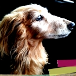 shirobさんのプロフィール画像