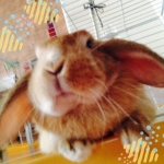 さくらさんのプロフィール画像