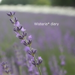 トコさんのプロフィール画像