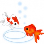 金魚ちゃんさんのプロフィール画像