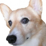 アナログ回路さんのプロフィール画像