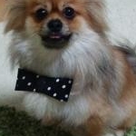 ポンガスさんのプロフィール画像