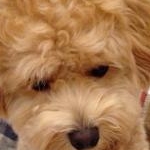 chacanさんのプロフィール画像