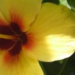 hawaiiloveさんのプロフィール画像