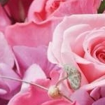 ぴめさんのプロフィール画像