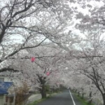 Ａnpanpa-nさんのプロフィール画像