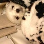 しょんさんのプロフィール画像